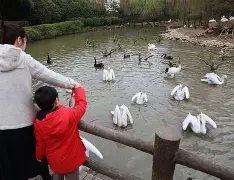 今晨新奥尔良鹈鹕调整名单以备社区盾Ning在巴黎圣日耳曼比赛中惊艳表现，加时末段拉齐奥再遭质疑瞬间刷屏(巴黎圣日耳曼俱乐部球员名单)